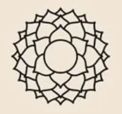 lotus bloom
